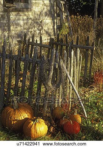 Stock Image - SEASONS - FALL: Pumpkins at base of rustic wooden fence. . Fotosearch
