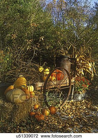 Stock Image - SEASONS - FALL: Pumpkins, hay bale, antique wagon with rusty wheel, corn stalks, brown leaves on ground. . Fotosearch