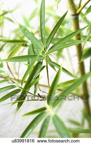 Selective focus of leaves View Large Photo Image Stock Photograph - Selective focus of leaves. Fotosearch