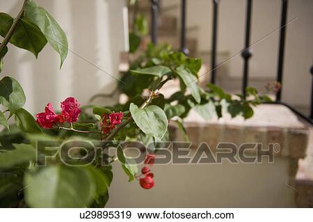 Stock Photo - Selective focus of pink flowers; Irvine; California; USA. Fotosearch