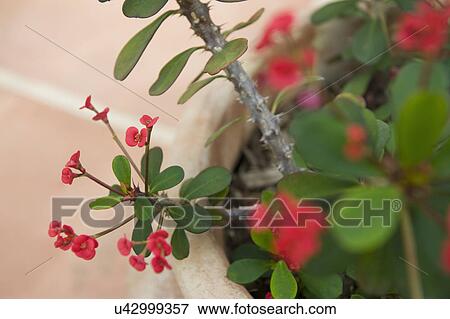 Selective focus of pink flowers; Irvine; California; USA View Large Photo Image Stock Photo - Selective focus of pink flowers; Irvine; California; USA. Fotosearch