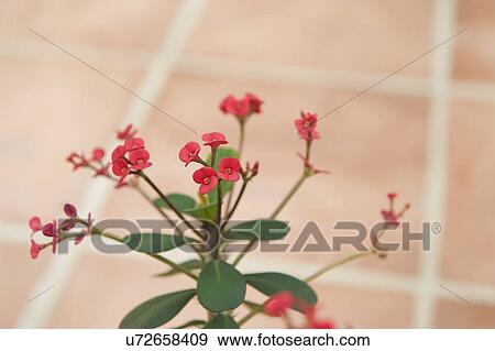 Stock Photo - Selective focus of pink flowers; Irvine; California; USA. Fotosearch