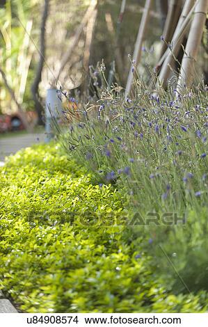 Selective focus of plants in garden View Large Photo Image Picture - Selective focus of plants in garden. Fotosearch