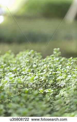 Selective focus of plants in garden View Large Photo Image Stock Image - Selective focus of plants in garden. Fotosearch