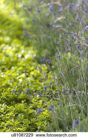 Stock Photo - Selective focus of plants in garden. Fotosearch