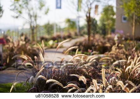 Selective focus plants in garden; Aliso Viejo; California; USA View Large Photo Image Stock Photo - Selective focus plants in garden; Aliso Viejo; California; USA. Fotosearch