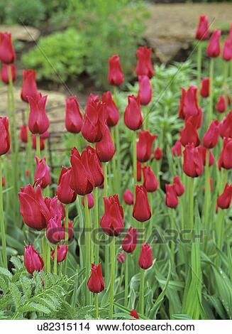 Picture - Spring garden: Deep red tulips 'red shine' . Fotosearch
