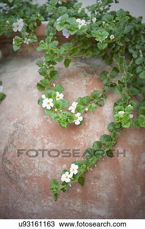 Terracotta Pot With White Flowers Irvine California Usa Stock Image U93161163 Fotosearch