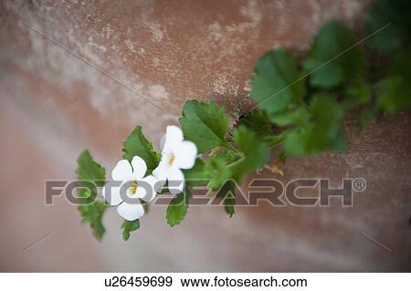 Stock Photo - Terracotta pot with white flowers; Irvine; California; USA. Fotosearch