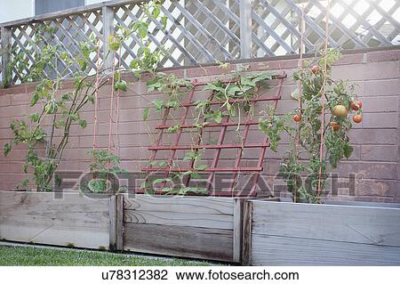Tomato plant growing in yard View Large Photo Image Stock Image - Tomato plant growing in yard. Fotosearch
