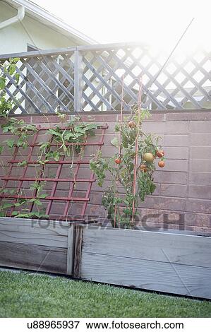 Tomato plant growing in yard View Large Photo Image Stock Photo - Tomato plant growing in yard. Fotosearch