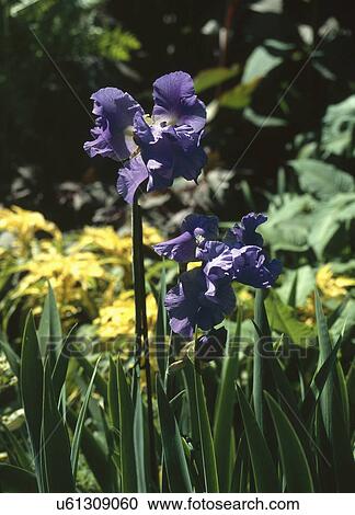 Two tall purple iris blooming in garden View Large Photo Image Stock Image - Two tall purple iris blooming in garden. Fotosearch
