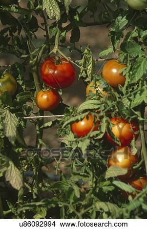 Vines of organic tomatoes in herb garden at the Culinary Institute, California View Large Photo Image Picture - Vines of organic tomatoes in herb garden at the Culinary Institute, California. Fotosearch