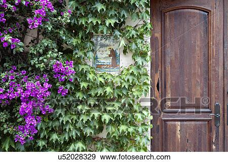 Wall covered with ivy by closed wooden door View Large Photo Image Stock Photo - Wall covered with ivy by closed wooden door. Fotosearch