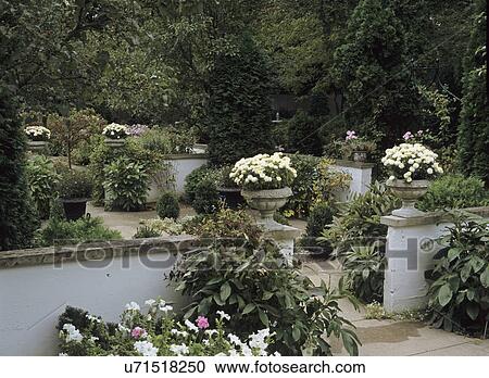 Stock Image - Walled Garden. Area in garden. White petunias. Asters.. Fotosearch