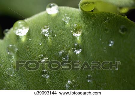 Water droplets on circular green surface View Large Photo Image Picture - Water droplets on circular green surface. Fotosearch