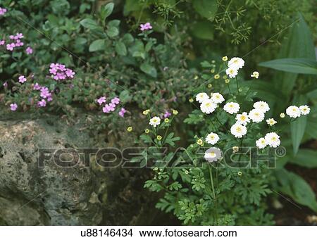 White and pink flowers blooming in garden View Large Photo Image Picture - White and pink flowers blooming in garden. Fotosearch