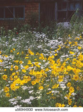 Stock Image - Wildflowers blooming abundantly in garden. Fotosearch