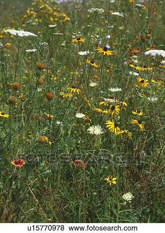 Wildflowers blooming in botanical garden View Large Photo Image Stock Photo - Wildflowers blooming in botanical garden. Fotosearch