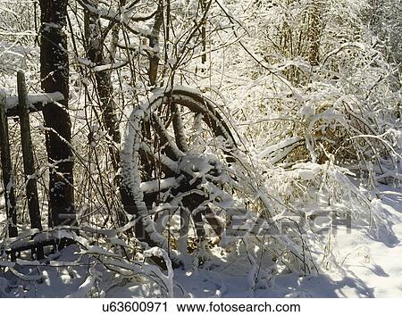 WINTER: Old wooden wagon wheel against trees in the snow. View Large Photo Image Stock Image - WINTER: Old wooden wagon wheel against trees in the snow. . Fotosearch