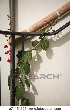 Wrought iron railing with vine; Irvine; California; USA View Large Photo Image Stock Photography - Wrought iron railing with vine; Irvine; California; USA. Fotosearch