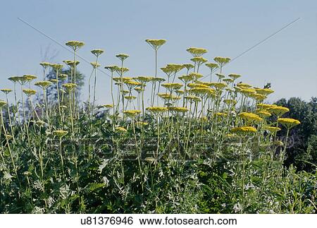 Yellow flowers growing on field View Large Photo Image Stock Photograph - Yellow flowers growing on field. Fotosearch
