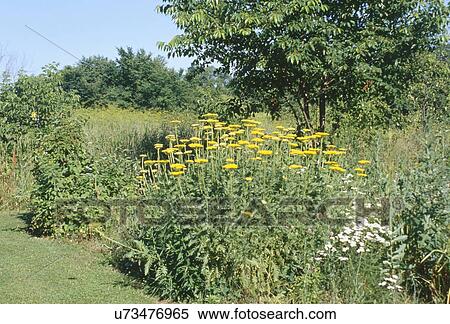 Stock Photography - Yellow flowers growing on field. Fotosearch