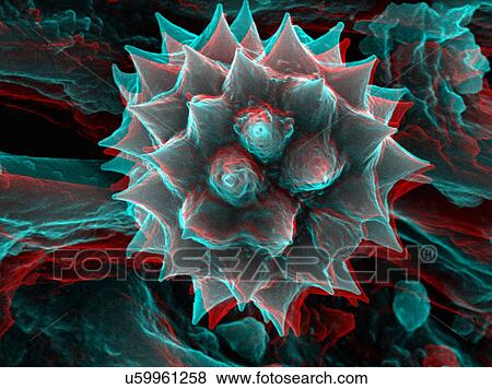 Stock Photo - 3D SEM image of chamomile pollen, 8 degree tilt. Fotosearch