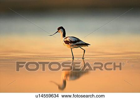 Picture - A wading avocet, Oristano Region in Sardinia, Italy. Fotosearch