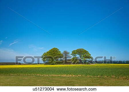 Agricultural landscape, Norfolk, UK View Large Photo Image Picture - Agricultural landscape, Norfolk, UK. Fotosearch