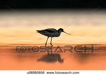 An avocet at dawn, Oristano Region in Sardinia, Italy View Large Photo Image Stock Photograph - An avocet at dawn, Oristano Region in Sardinia, Italy. Fotosearch