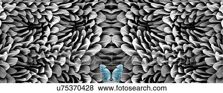 Stock Photo - Blue butterfly and antenna microstructure, digital composite. Fotosearch