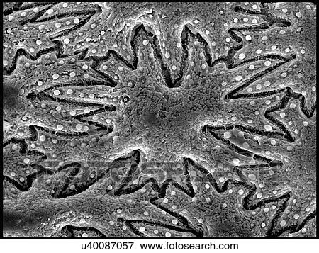 Celery seed, SEM View Large Photo Image Stock Photo - Celery seed, SEM. Fotosearch