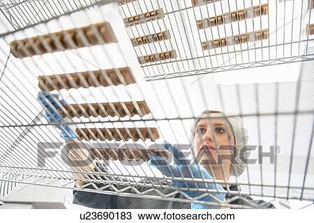 Chocolatier inspecting quality of chocolates in sweet factory View Large Photo Image Stock Image - Chocolatier inspecting quality of chocolates in sweet factory. Fotosearch