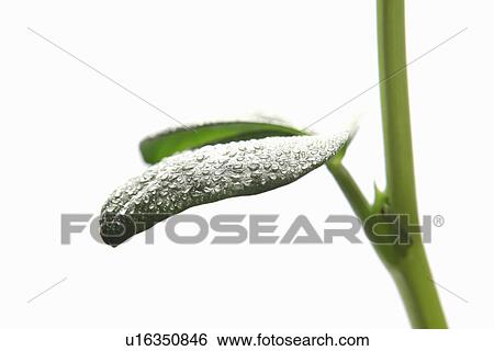 Close up detail of broad bean leaf and water droplets View Large Photo Image Stock Photograph - Close up detail of broad bean leaf and water droplets. Fotosearch