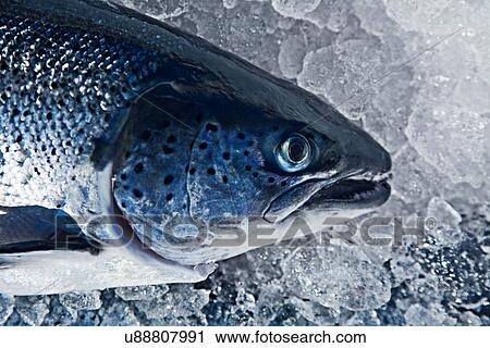 Close up head shot of hand reared fresh scottish salmon on ice View Large Photo Image Stock Image - Close up head shot of hand reared fresh scottish salmon on ice. Fotosearch