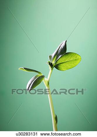 Stock Image - Close up of young broad bean plant. Fotosearch