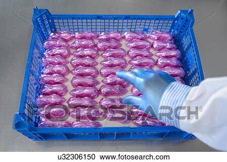 Crate of foil wrapped chocolate mice in sweet factory View Large Photo Image Stock Image - Crate of foil wrapped chocolate mice in sweet factory. Fotosearch