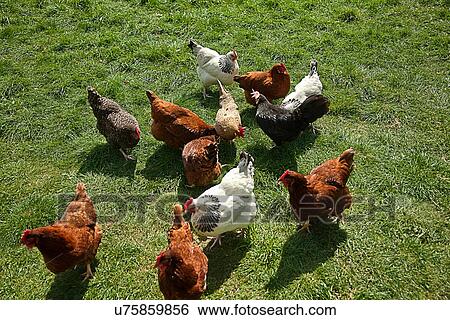 Elevated view of free range hens View Large Photo Image Stock Photograph - Elevated view of free range hens. Fotosearch