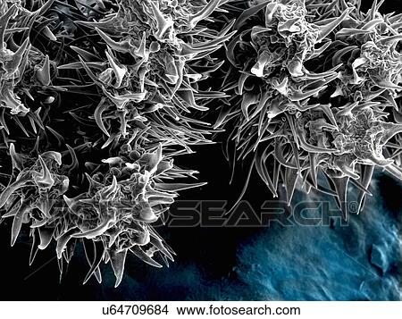 Picture - Fuzzy leaf, SEM, colored blue. Fotosearch
