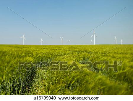 Stock Image - Green field and wind turbines, Selfkant, Germany. Fotosearch