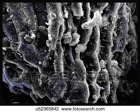 Ground pepper, SEM, color enhanced View Large Photo Image Stock Image - Ground pepper, SEM, color enhanced. Fotosearch