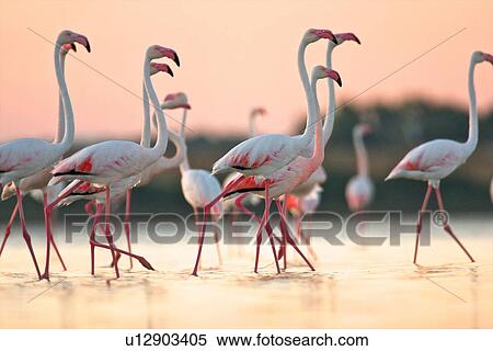 Stock Photography - Group of flamingos at dawn, Oristano Region in Sardinia, Italy. Fotosearch