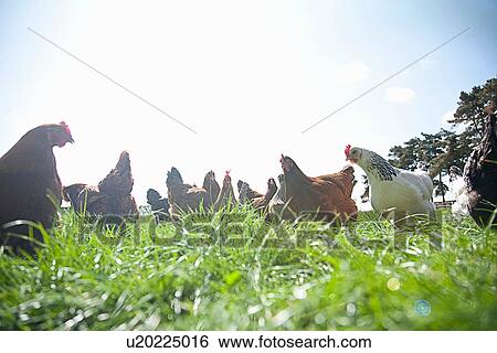 Stock Photograph - Group of free range hens in sunlight. Fotosearch