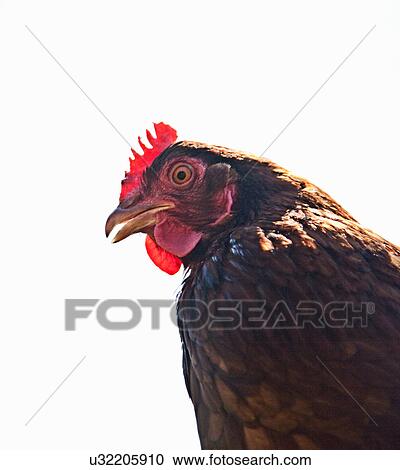 Stock Image - Head portrait of free range red hen. Fotosearch
