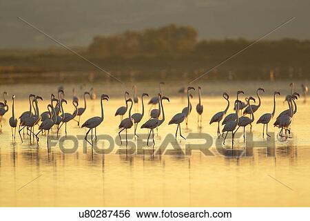Stock Photograph - Large group of flamingos, Oristano Region in Sardinia, Italy. Fotosearch