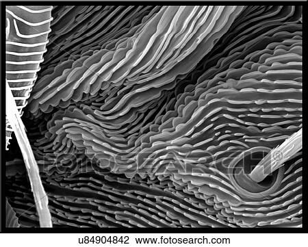 Stock Image - Lavender leaf, Springtail, SEM. Fotosearch