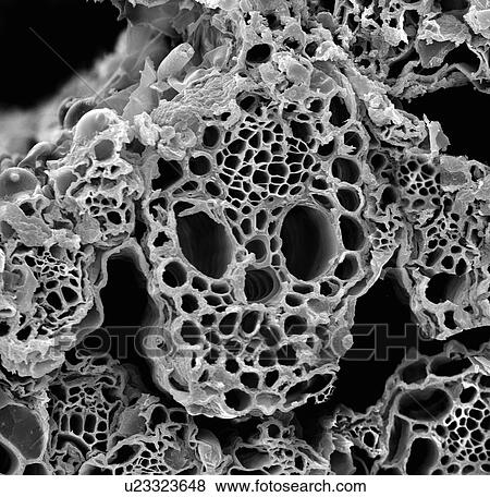 Stock Photo - Lemongrass cross section, SEM. Fotosearch