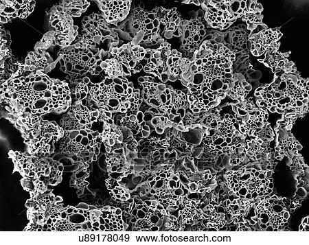 Lemongrass cross section, SEM View Large Photo Image Stock Photo - Lemongrass cross section, SEM. Fotosearch