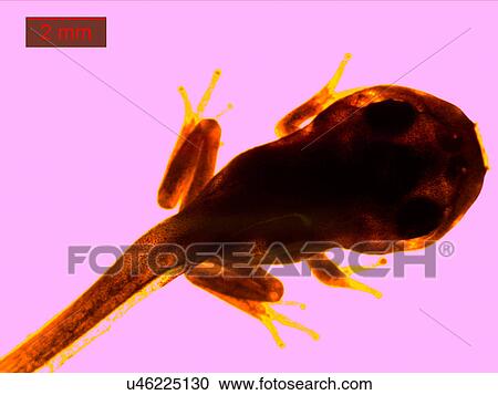 Stock Image - Microscopic image of Middle East tree frog (Hyla savignyi), tadpole. Fotosearch